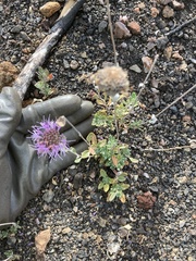 Monardella purpurea