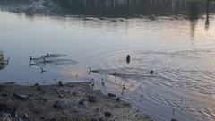 Phalacrocorax sulcirostris