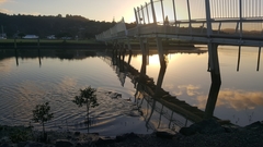 Phalacrocorax sulcirostris