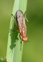 Tetanocera plebeja