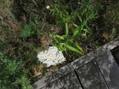 Grazielia serrata
