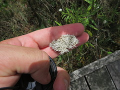 Grazielia serrata