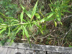 Grazielia serrata