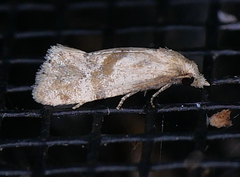 Platphalonidia
