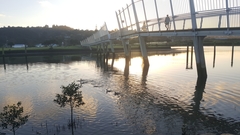 Phalacrocorax sulcirostris