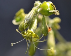 Silene gigantea