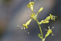 Silene gigantea