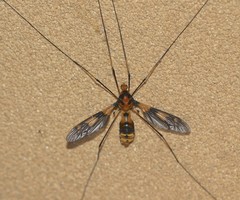 Leptotarsus ducalis