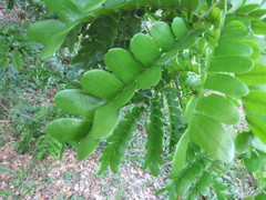 Paubrasilia echinata
