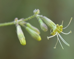 Silene gigantea