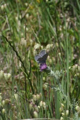 Icaricia icarioides missionensis