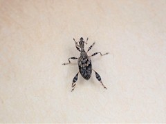 Stephanorhynchus lawsoni