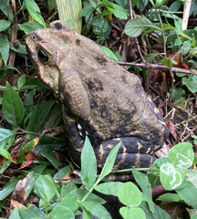 Rhinella diptycha