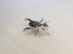 Stephanorhynchus lawsoni