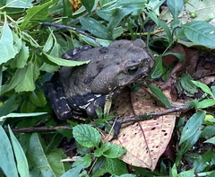 Rhinella diptycha