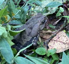 Rhinella diptycha