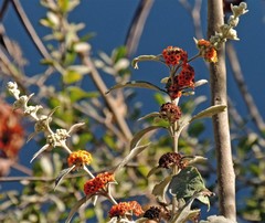 Buddleja tucumanensis