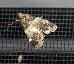 Orthaga atribasalis