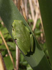 Hyla meridionalis