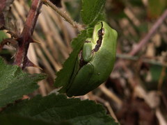 Hyla meridionalis