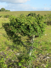 Erythroxylum microphyllum