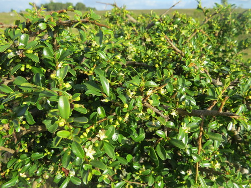 Erythroxylum microphyllum, photograph 1