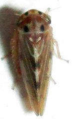 Agalliini