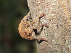 Gonipterus platensis