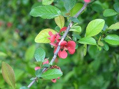 Chaenomeles speciosa