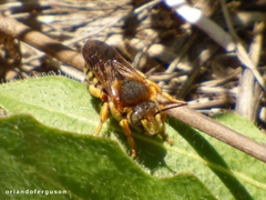 Rhodanthidium septemdentatum