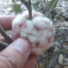 Striatoandricus furnessae