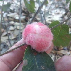 Striatoandricus furnessae