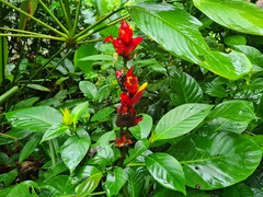 Sanchezia macrocnemis