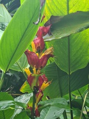 Sanchezia macrocnemis