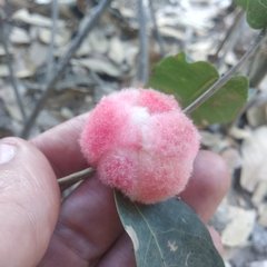 Striatoandricus furnessae