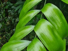 Zamia obliqua