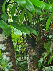 Zamia obliqua