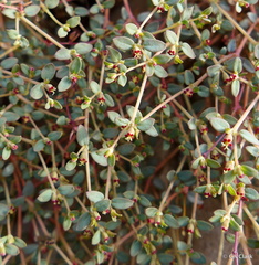 Euphorbia parishii