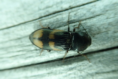 Selatosomus suckleyi