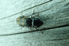 Selatosomus suckleyi