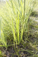 Agapanthus campanulatus