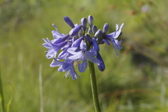 Agapanthus campanulatus
