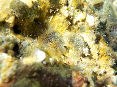 Dendrodoris grandiflora