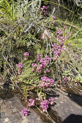 Polygala rhinostigma