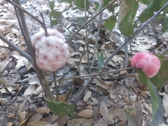 Striatoandricus furnessae