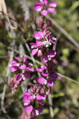 Polygala rhinostigma