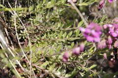 Polygala rhinostigma