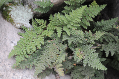 Myriopteris intertexta