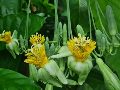 Passiflora macrophylla