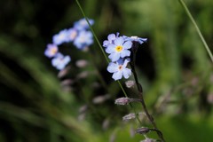 Myosotis semiamplexicaulis